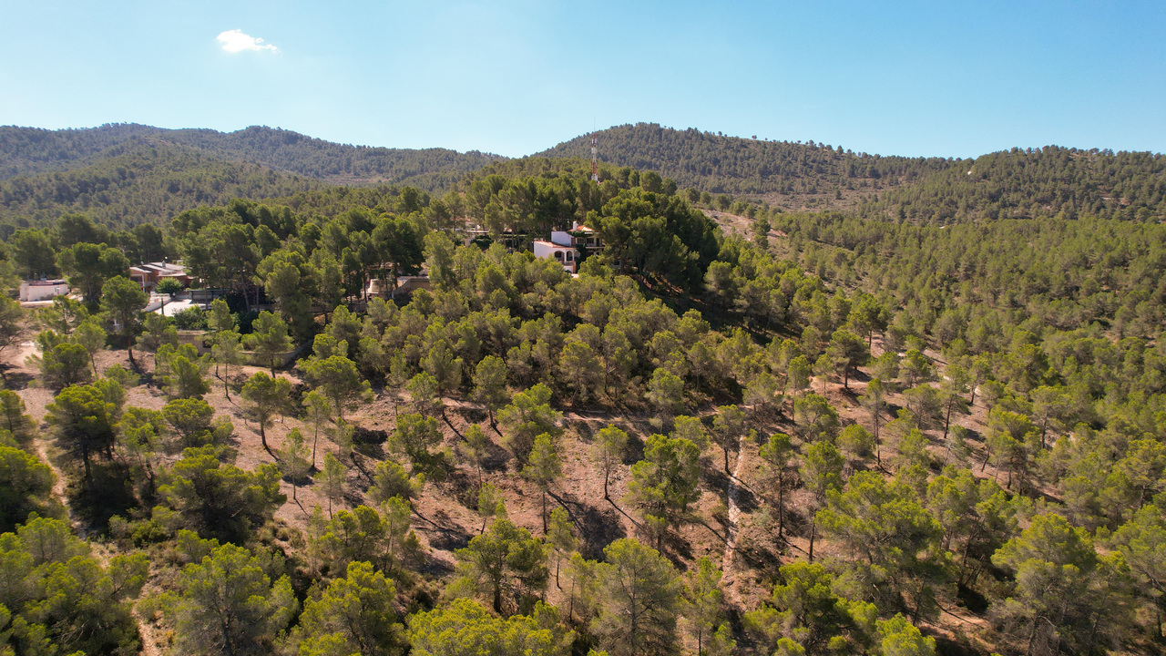 no.1 Estate Agent Alicante Olive Grove Estates Recommend recommended (3)