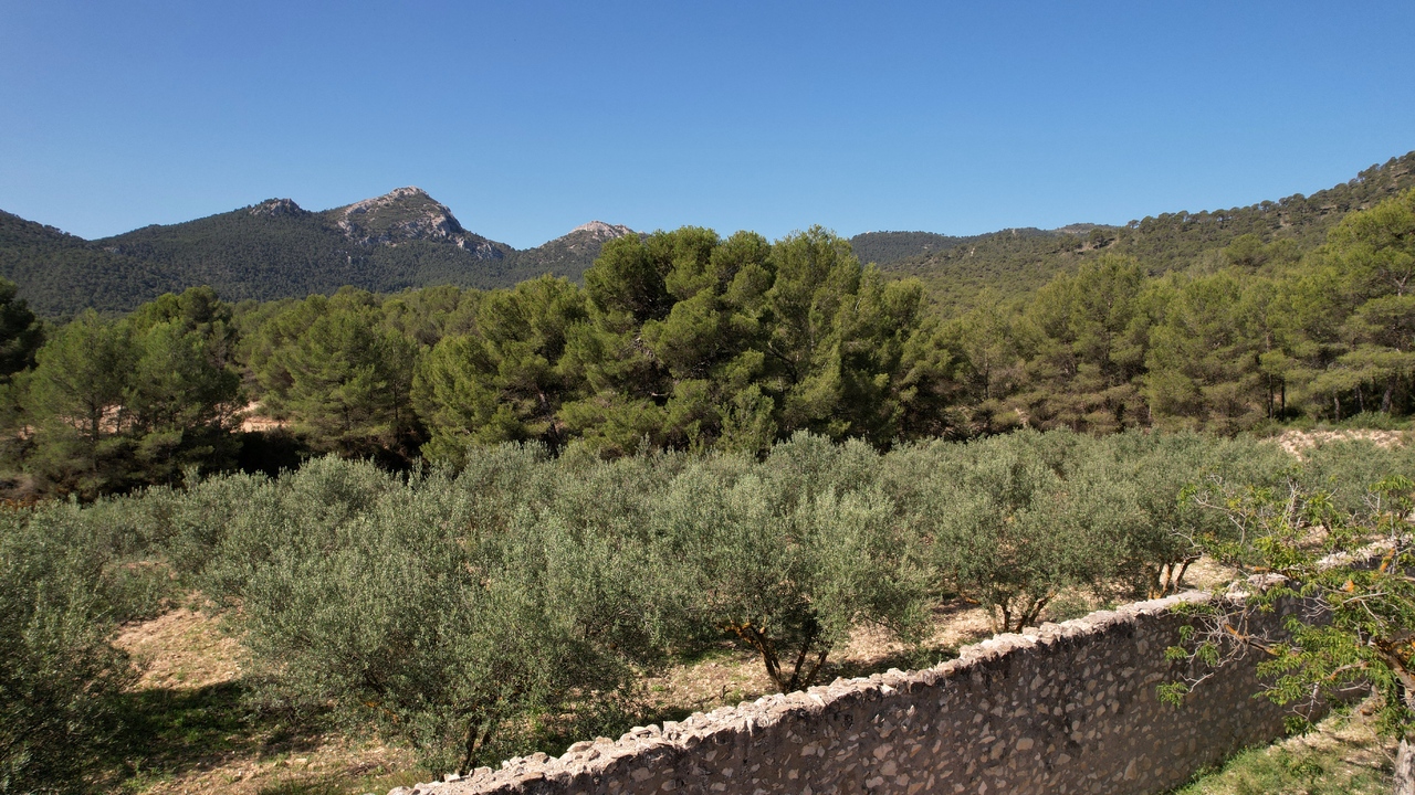 Olive Grove Real Estate Spain Property Tibi Alicante