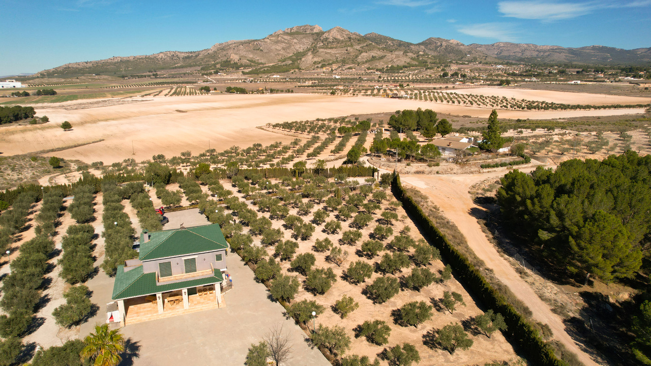 Olive Grove Estates Best Estate Agency in Spain Alicante Almansa (2)