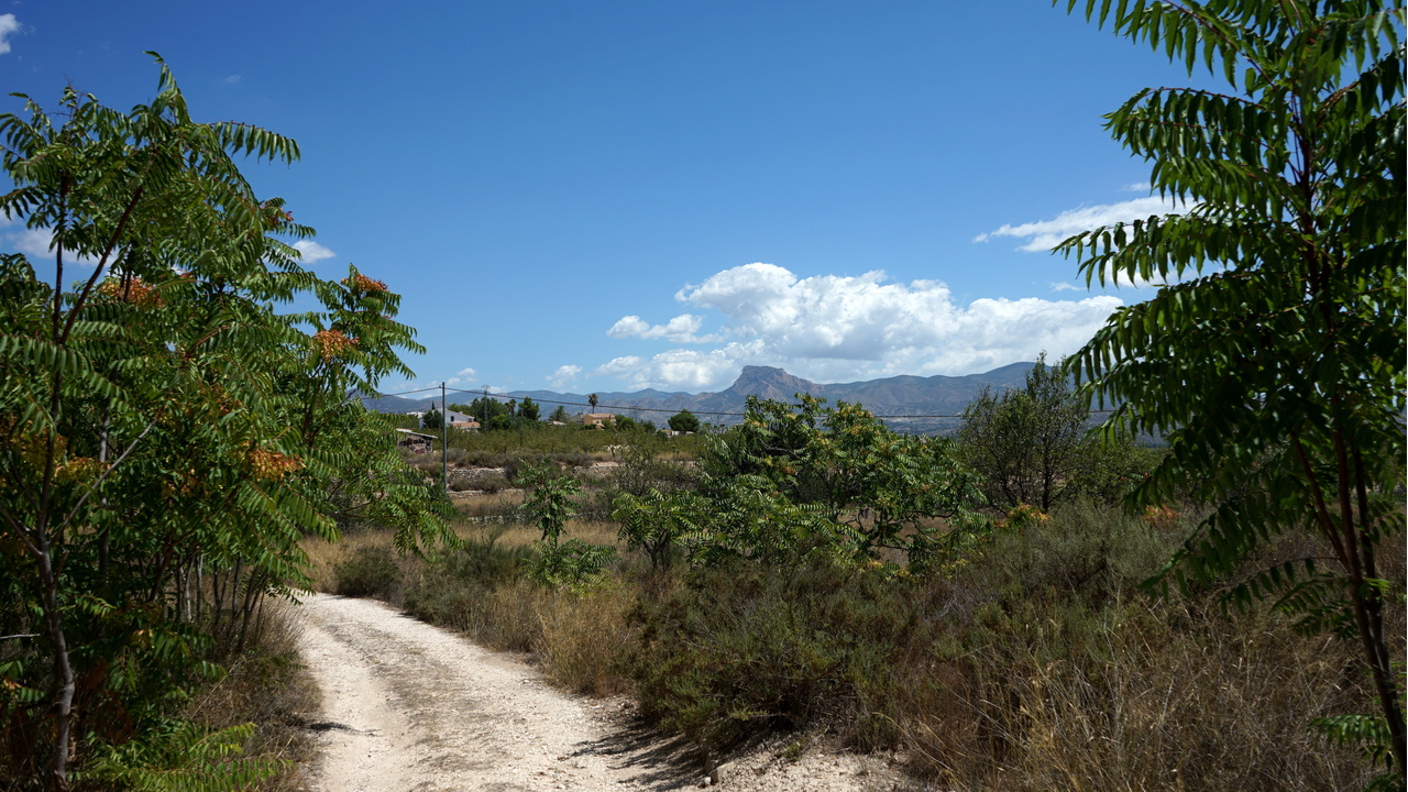 Olive Grove Estates Monovar Alicante Real Inmobiliario Trusted Best Spain (34).JPG